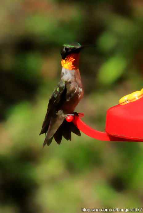红玉喉北蜂鸟（6）