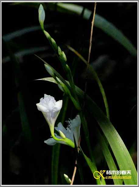 鈥溊垛澯脞湴租潯菊掌