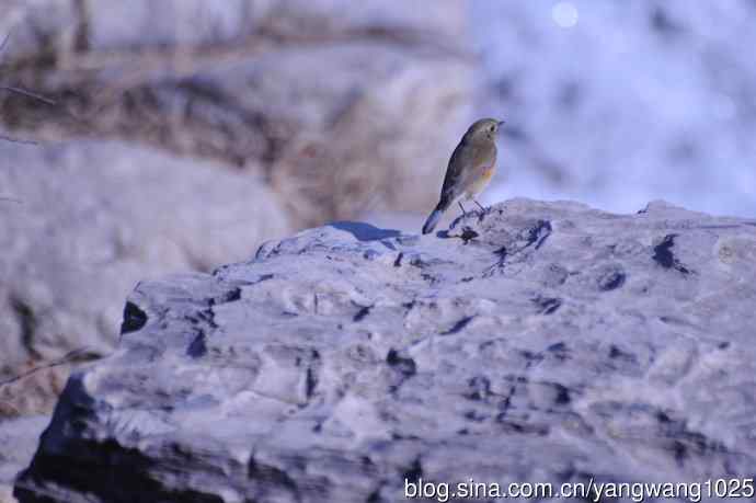 变焦（70-300）拍鸟儿【原版片】