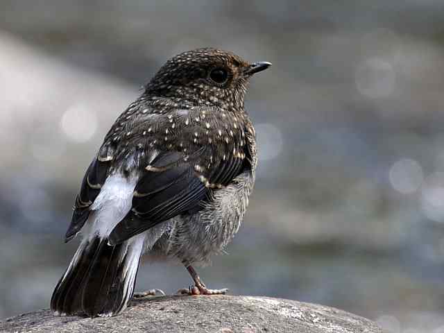 十渡有鸟初长成 wbr. wbr养在溪边人尽识