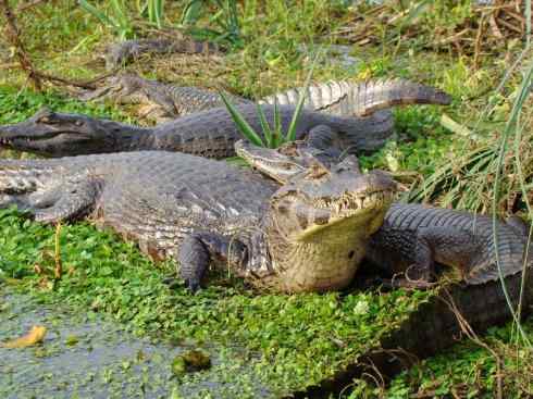 龙:传说的兽原型探秘(短吻鳄类) 龙:传说的兽原型探秘(短吻鳄类)