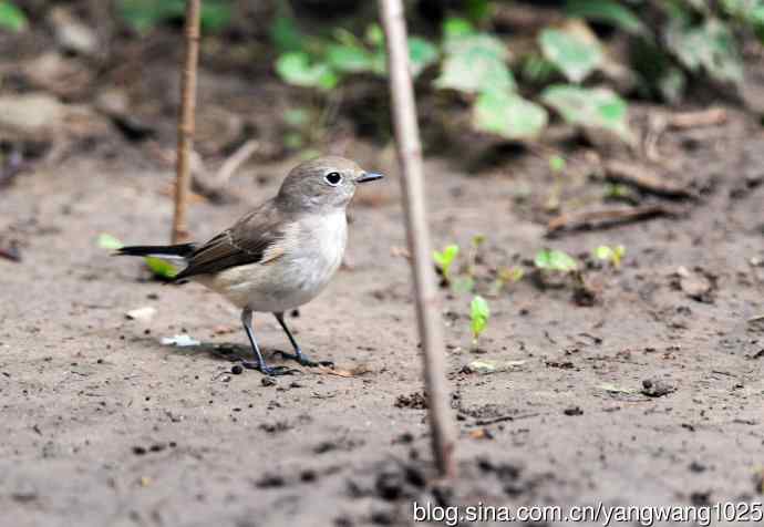 北京天坛公园的鸟类——红喉姬鹟（7）