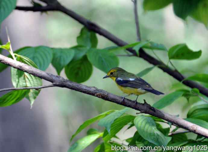 拍照与写博（绿背姬鶲篇）