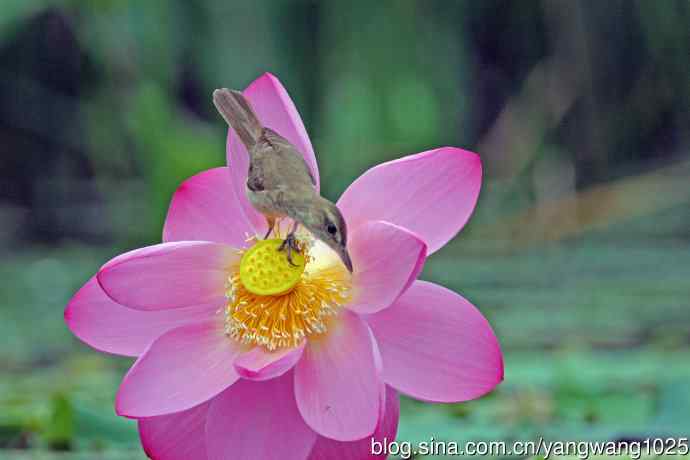 东方大苇莺与荷花(5) 东方大苇莺与荷花(5)