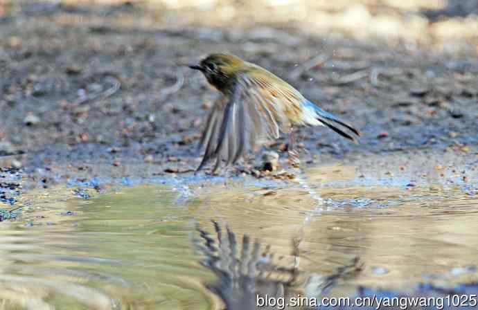 浴（雌性红胁蓝尾鸲）