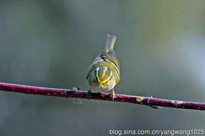 黄腰柳莺(22) 黄腰柳莺(22)