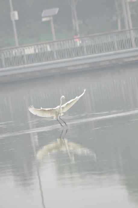 奥林匹克公园白鹭飞 wbr2