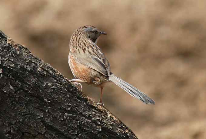 三只小鸟 wbr满园春色