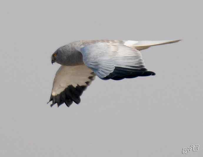 官厅水库&nbsp;wbr路&nbsp;wbr白尾鹞♂