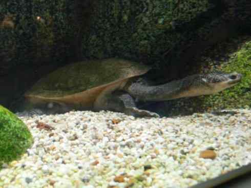 玄武：传说的兽原型探秘（澳洲长颈龟）