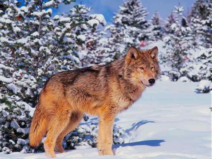 犬科：犬亚科犬属之澳洲野犬、歌唱犬、家犬