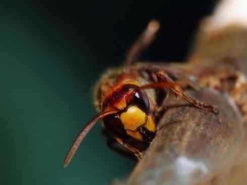 十大喜食蜂蜜动物：胡蜂