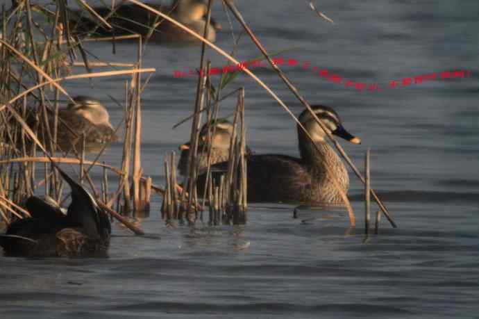 崇明东滩湿地公园观鸟记