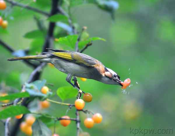 《本草纲目》中记录的鸟儿最爱吃的水果