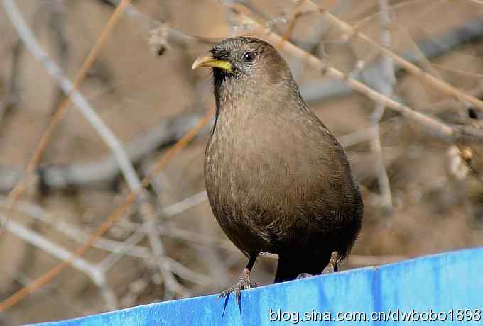 白河湾的山噪鹛