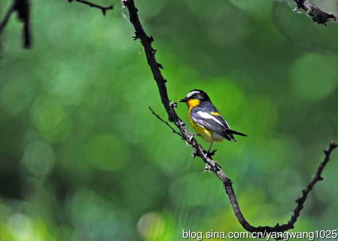 雄性白眉姬鹟（3）