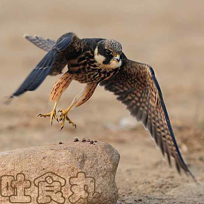 诠释燕隼“吐食丸”的全过程