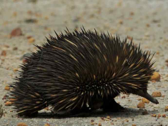 盘点十二大著名食蚁动物：短吻针鼹