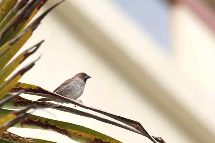 摄鸟拾趣（十五） wbr斑纹鸟