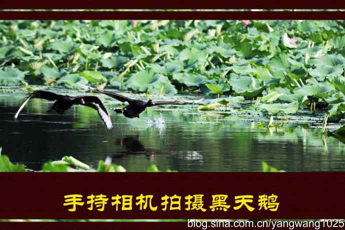 手持相机拍摄黑天鹅