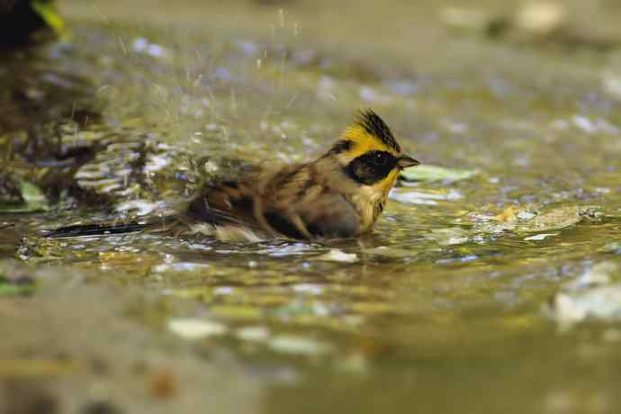 【综合】蓝歌邀宠 wbr五喉闹秋