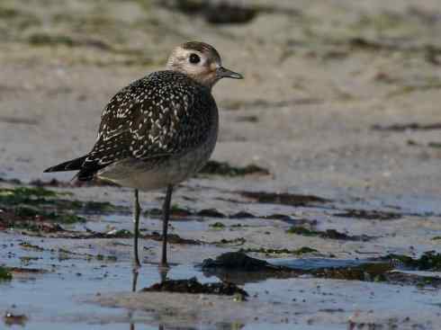 鸟类之最:北美金鸻
