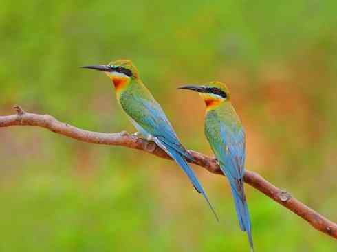 绝色攀禽：佛法僧目之蜂虎3