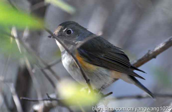 野生鸟（红肋蓝尾鸲）2