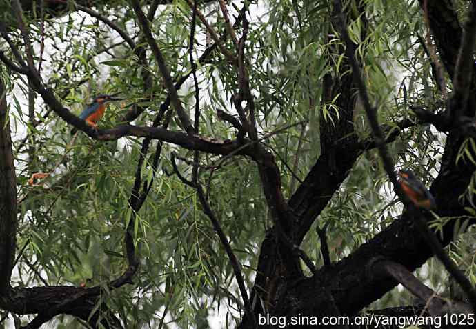 出双入对的小翠鸟（纪实版）