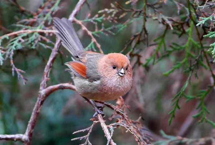 洋县两天观鸟,秦岭如此美妙! 洋县两天观鸟,秦岭如此美妙!