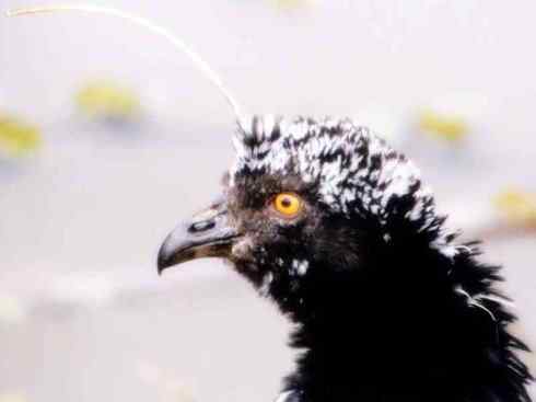 雁鸭之最之二 雁鸭之最之二