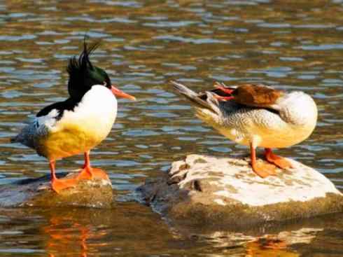 欣赏：美丽的秋沙鸭