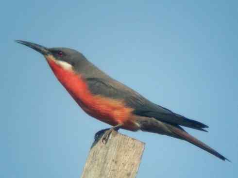 绝色攀禽：佛法僧目之蜂虎4