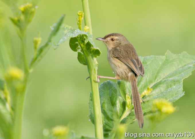 跳跃于菜花间的小精灵——褐头鹪莺（组图）