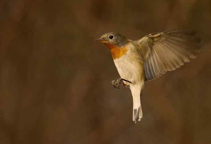 红胸姬鹟的美丽飞翔