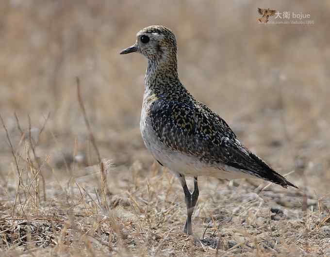 野鸭湖：金斑鸻