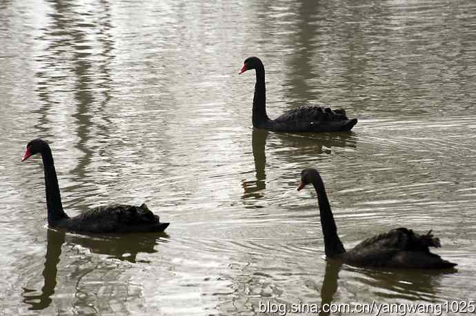 逆光拍摄黑天鹅 wbr1