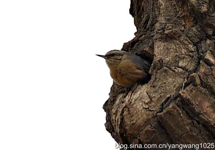 黑头鳾（shi）的小家