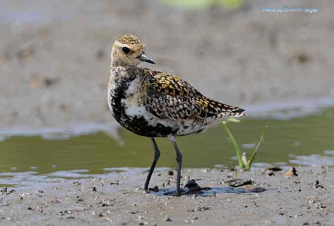 荷塘里的金斑鸻