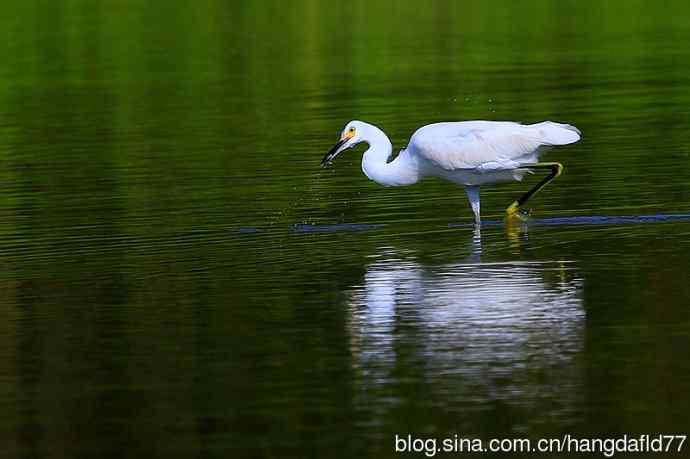 美国鸟类摄影——雪鹭（8）