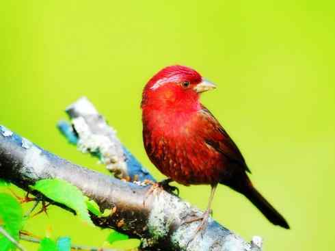 美丽无罪：雀鸟之雀类