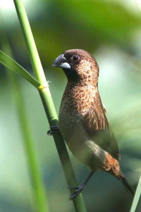 摄鸟拾趣 wbr wbr白腰文鸟（二）