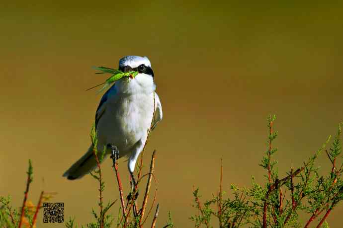 野鸭湖的楔尾伯劳吃什么？