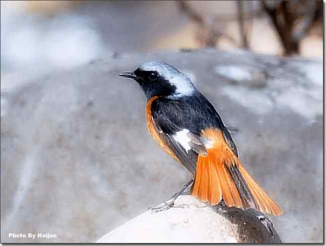  点击图片或使用键盘← →翻页