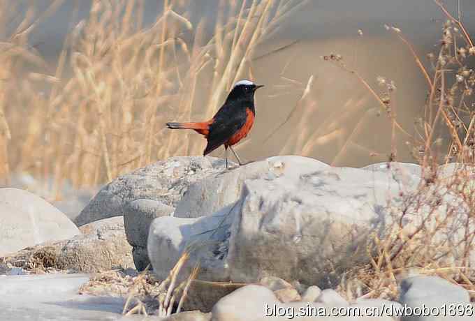 白顶溪鸲 wbr在水一方