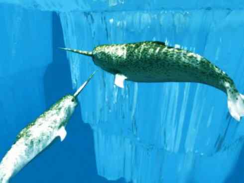 独角兽：传说的兽原型探秘（独角鲸）