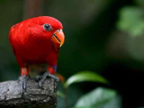 极品红色鸟类：红色吸蜜鹦鹉