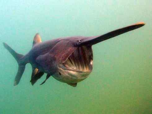 鱼类活化石：匙吻鲟科