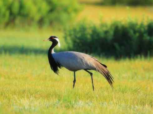 自然奇观：动物大迁徙(鹤类)