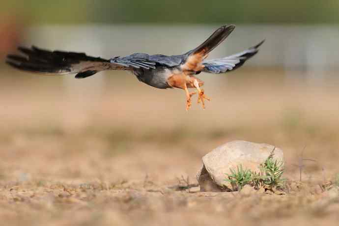 阿穆尔隼:野鸭湖黎明观猛* 阿穆尔隼:野鸭湖黎明观猛*